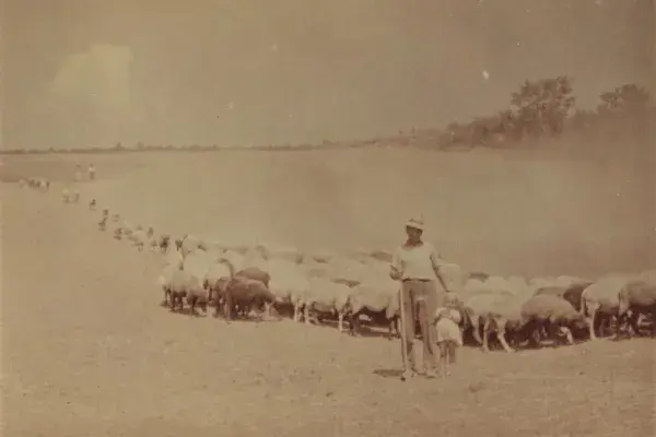 74.) Pásztor gyermekkel és juhokkal a legelőn. Mezőség, 1960-as évek
