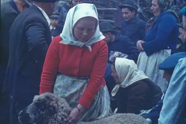 102.) Szabó Jánosné Simon Erzsébet juhméréskor. Méra, 1980-as évek
