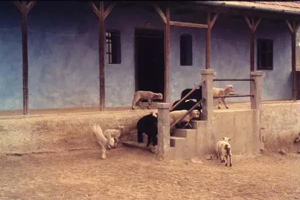 Állatok egy ház tornácánál, 1980-as évek